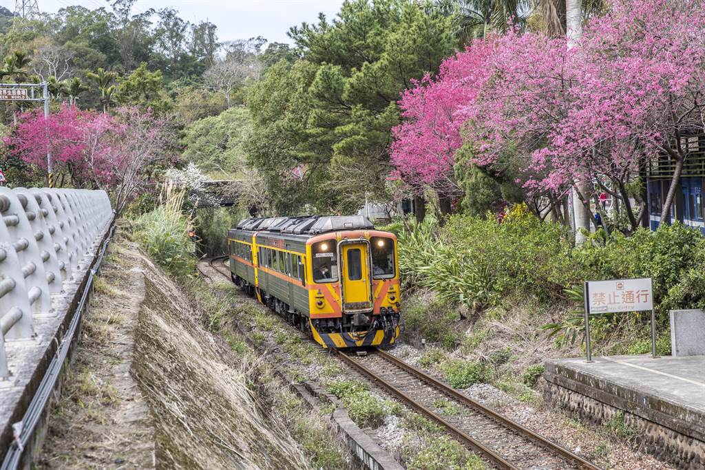 搭台鐵內灣線小火車到內灣，沿線已可欣賞盛開的山櫻花。（羅浚濱攝）