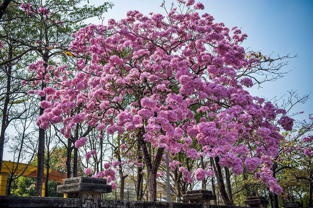 嘉義特殊學校旁高鐵大道的洋紅風鈴木盛開，粉粉的浪漫。（廖素慧攝）
