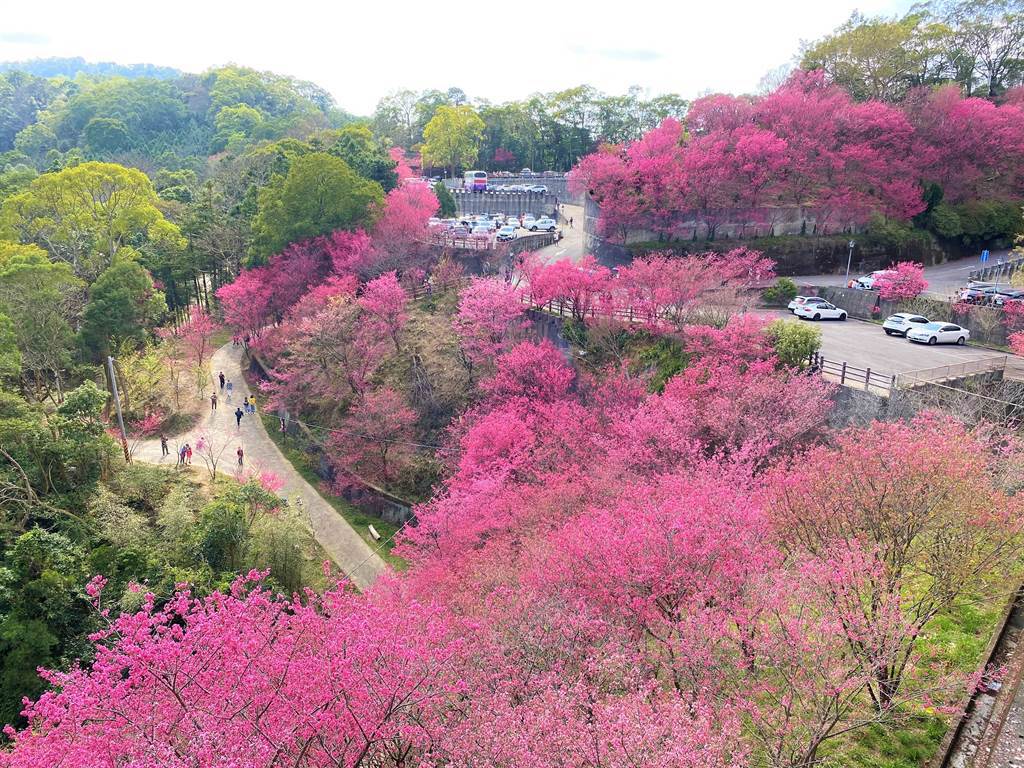 協雲宮櫻花大爆開，吸引眾多遊客上山賞景。（巫靜婷攝）