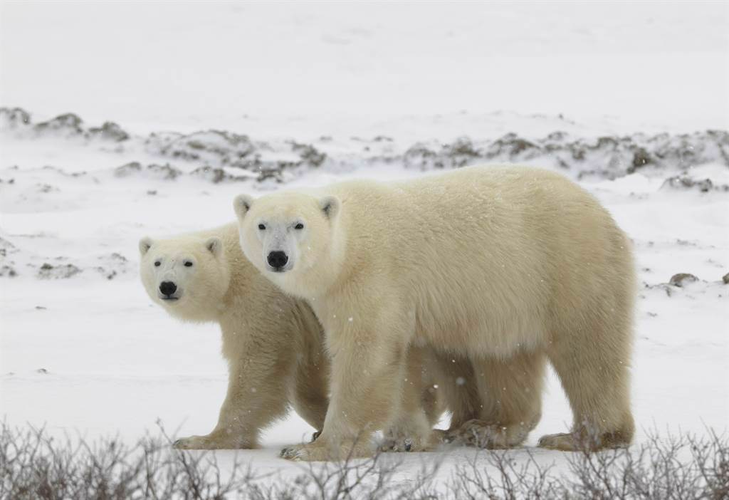 2隻北極熊進行交配，疑似過程過於激烈，導致母熊慘被公熊殺害。(示意圖/達志影像)