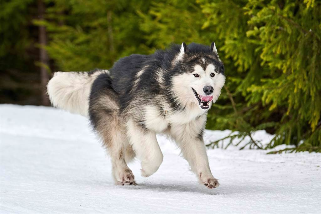 一名飼主坐在雪橇車上，豈料2隻阿拉斯加雪橇犬竟中途罷工，在雪地上玩了起來。(示意圖/達志影像)