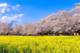今年春天還不能出國 就線上去群馬前橋賞櫻花
