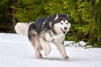 極地版爆胎 雪橇犬跑到引擎過熱罷工 雪地裡玩嗨等冷卻