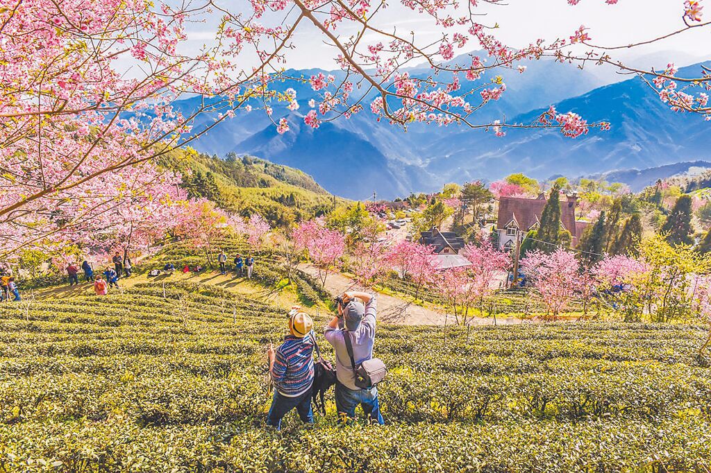 新竹「山上人家森林農場」景色優美，在櫻花季更添粉紅色的浪漫氣息。（可樂旅遊提供）
