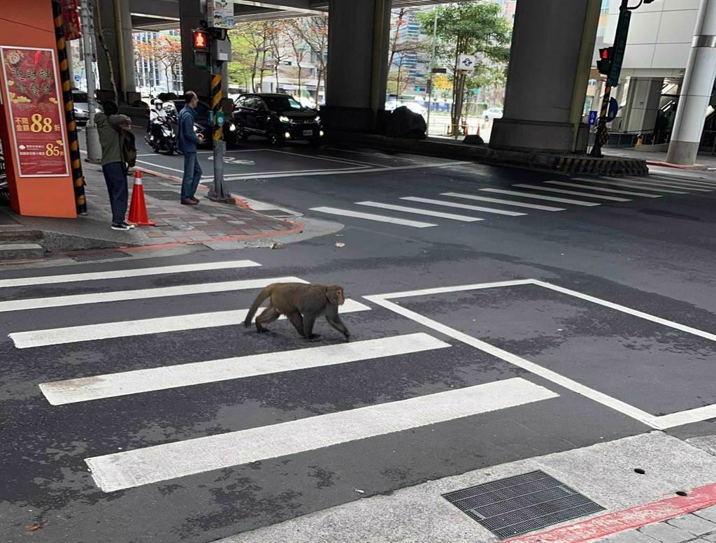 今（14日）有民眾在台北街頭意外看到「猴子逛大街」的有趣景象，驚問「是從動物園跑出來嗎？」（摘自PTT）