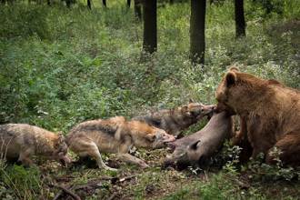 棕熊被5狼盯上勝算渺茫 死裡逃生鬥智過程科學家驚呆