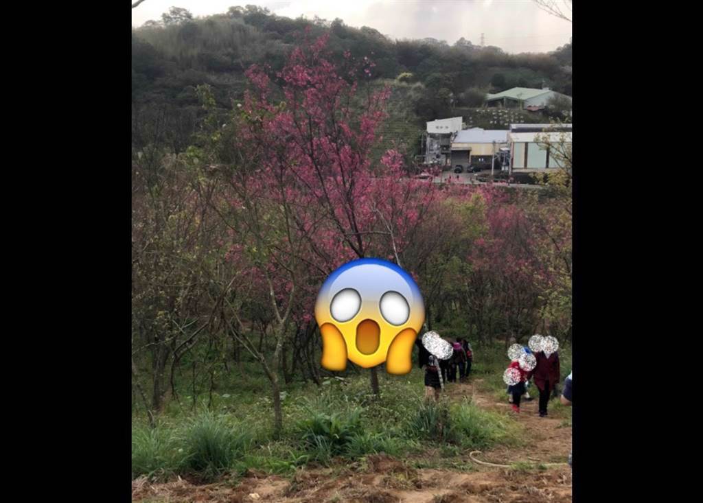 桃園一名男子為拍美照，竟直接爬上櫻花樹，超扯行徑曝光遭眾人怒譙。(圖/截自臉書 爆料公社二社)
