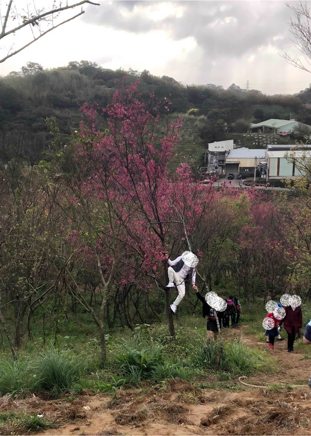 網友PO出爬上櫻花樹拍照的男子。(圖/截自臉書 爆料公社二社)