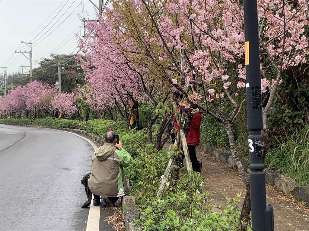 大古山附近的櫻花步道是由山腳里環保志工共同認養，細心照護、栽種，才能在今年過年期間看到如此茂盛的櫻花。（姜霏攝）