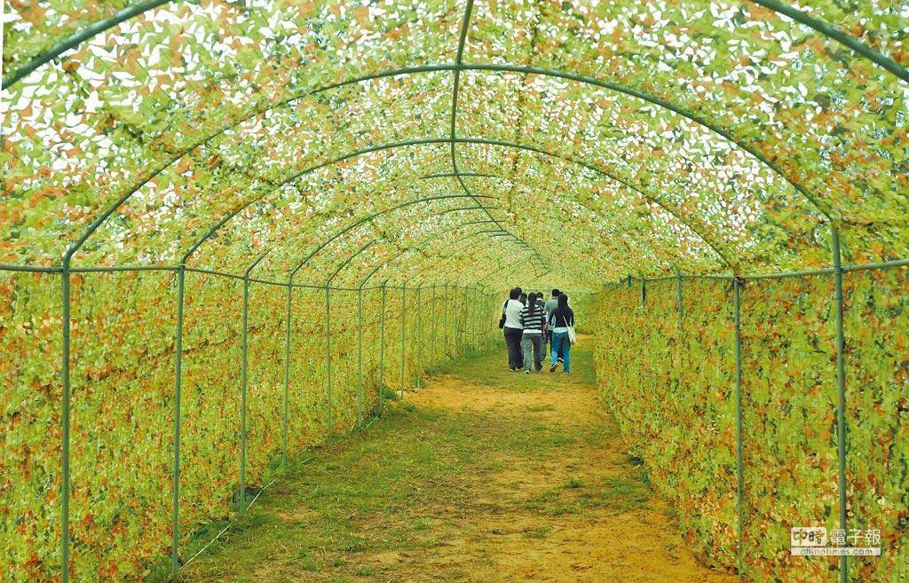 金門國家公園管理處2017年在島上最大營巢地青年農莊設置迷彩偽裝的「賞鳥隧道」。（李金生攝）