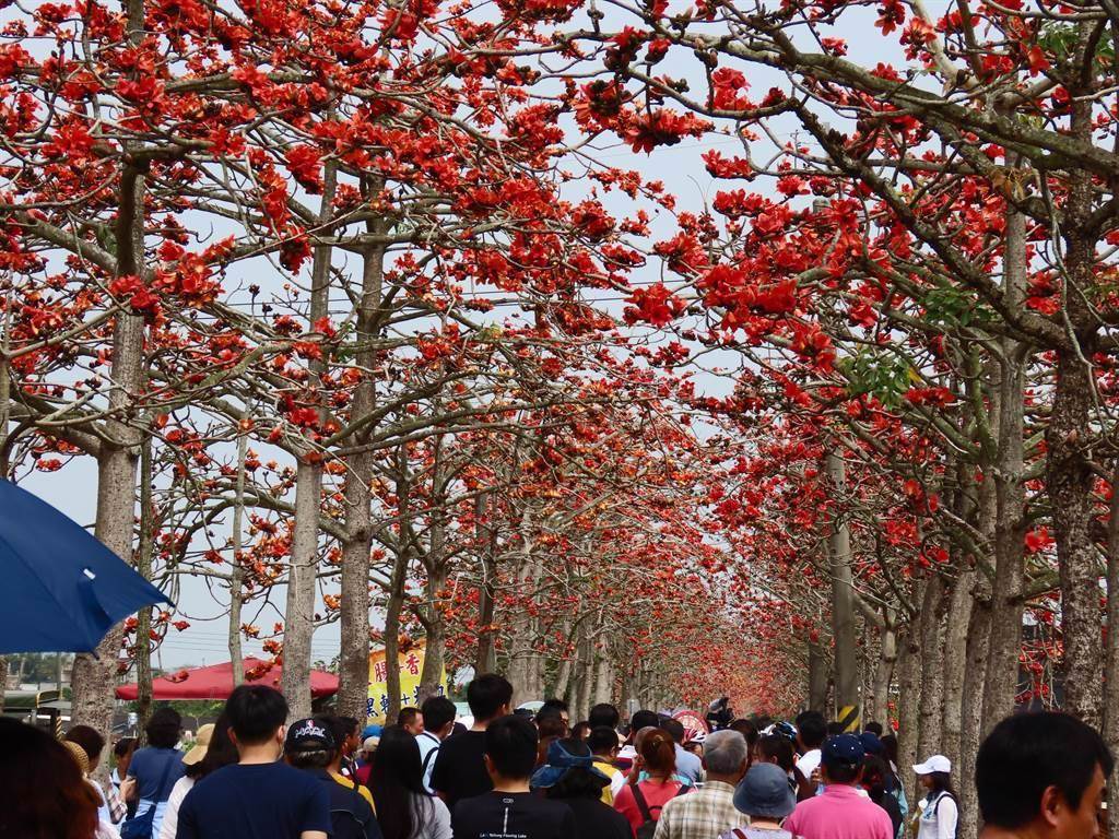 台南白河林初埤木棉花季活動將於20日起熱鬧登場。（本報資料照片）
