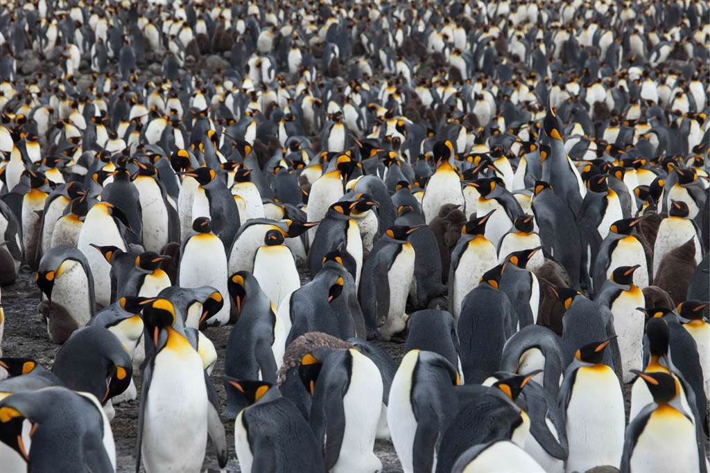 在12萬隻國王企鵝中，攝影師馬上發現最亮眼的「黃金企鵝」，由於從未見過甚至聽說過黃羽毛的企鵝，因此令團隊非常驚訝。(示意圖/達志影像)