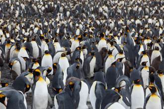 躲在12萬隻同伴裡秒被發現 全球唯一黃金企鵝現蹤