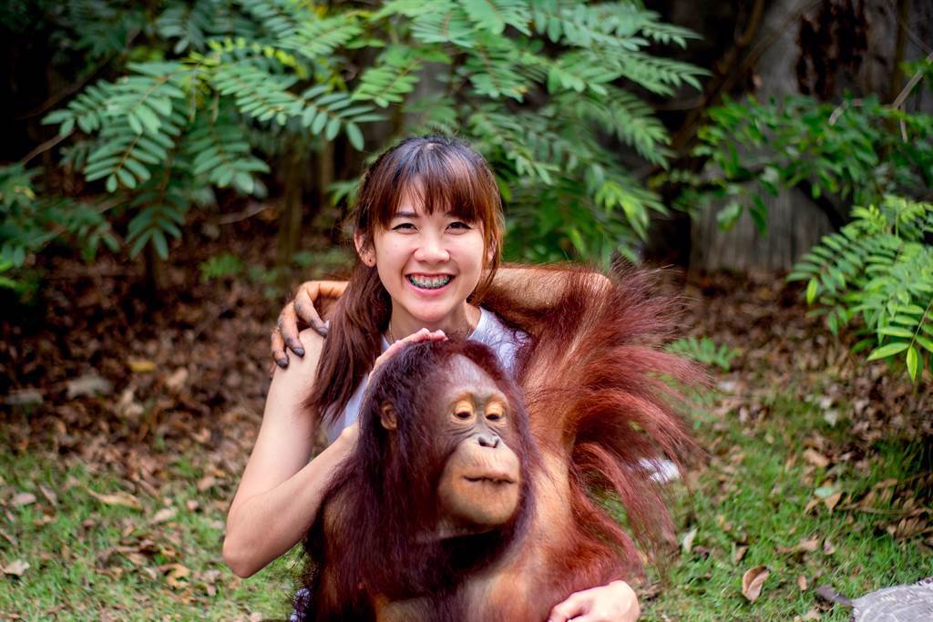 泰國女子日前到野生動物園和紅毛猩猩合照，沒想到卻慘遭「鹹豬手」襲胸。(示意圖/達志影像)