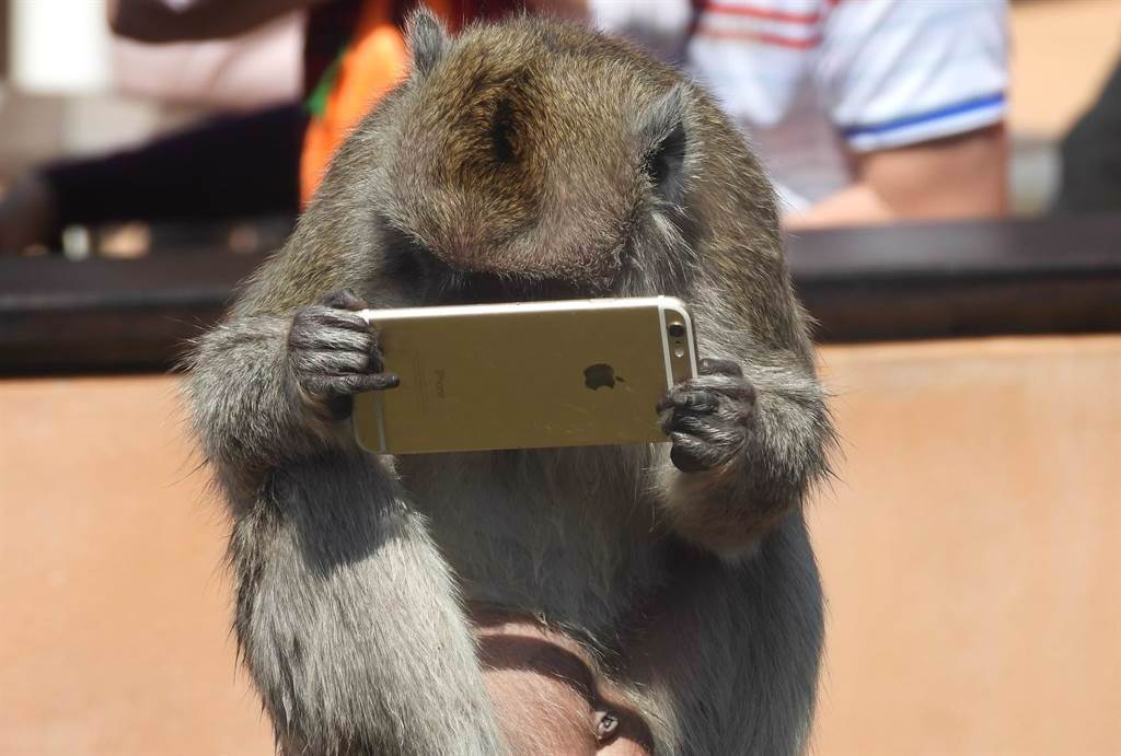 新竹市立動物園1隻猴子拾獲民眾遺失的蘋果手機，當下也好奇的大滑電話。（摘自臉書爆廢公社公開版／陳育賢新竹傳真）