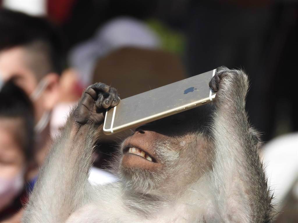 新竹市立動物園1隻猴子拾獲民眾遺失的蘋果手機，當下也好奇的大滑電話。（摘自臉書爆廢公社公開版／陳育賢新竹傳真）