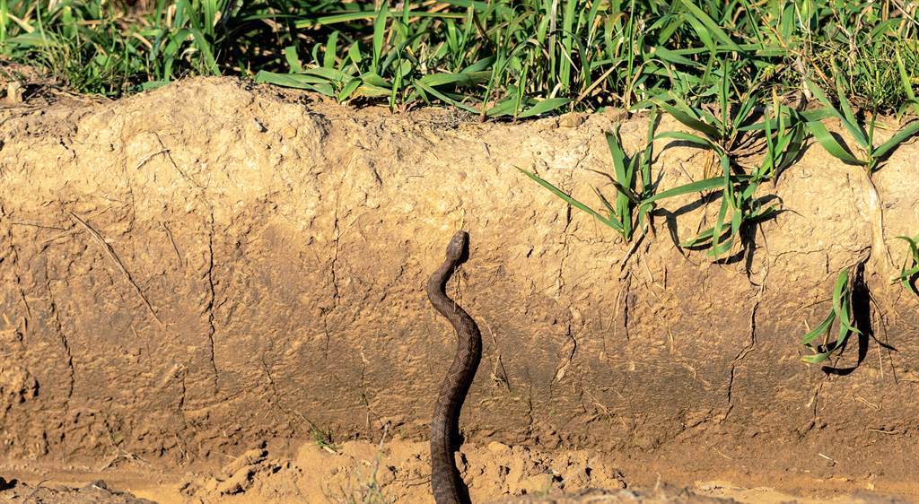 大陸河南一村莊近日出現一條大蛇，每天都準時爬上墳頭曬太陽，吸引眾多民眾前來圍觀祭拜。(示意圖/達志影像)