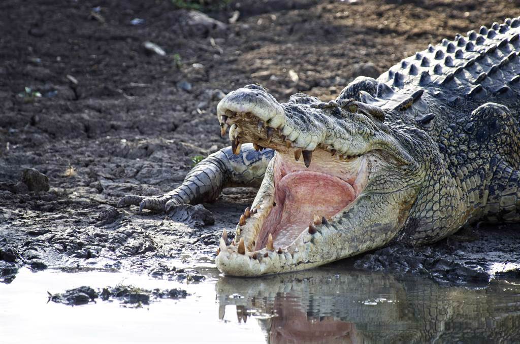美國一隻3公尺鱷魚因為貪吃將遊客球鞋吞下肚，最後進行開胃手術才成功取出。(示意圖／達志影像)