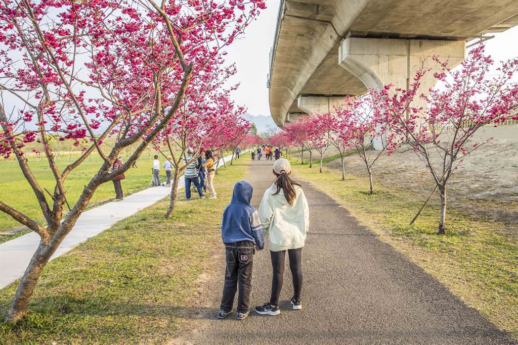 竹東河濱公園在東西向橋下2公里長的無菸健康步道，兩側櫻花大爆發。（羅浚濱攝）
