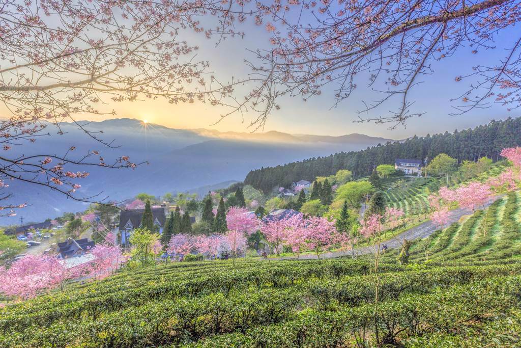 五峰鄉山上人家有日出櫻花美景，今年櫻花季入園每人要200元門票。（羅浚濱攝）
