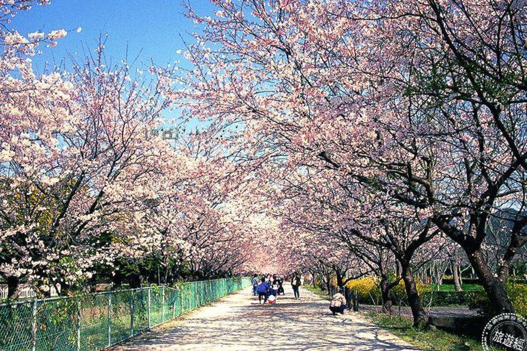 鏡野公園的櫻花隧道也是櫻花名所百選。（圖片提供/高知縣）
