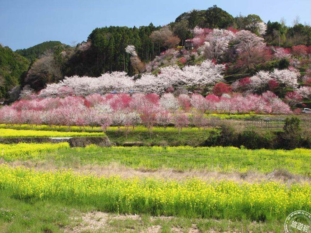 美麗的花桃盛開時，將高知縣打造成桃花仙境。（圖片提供/高知縣）