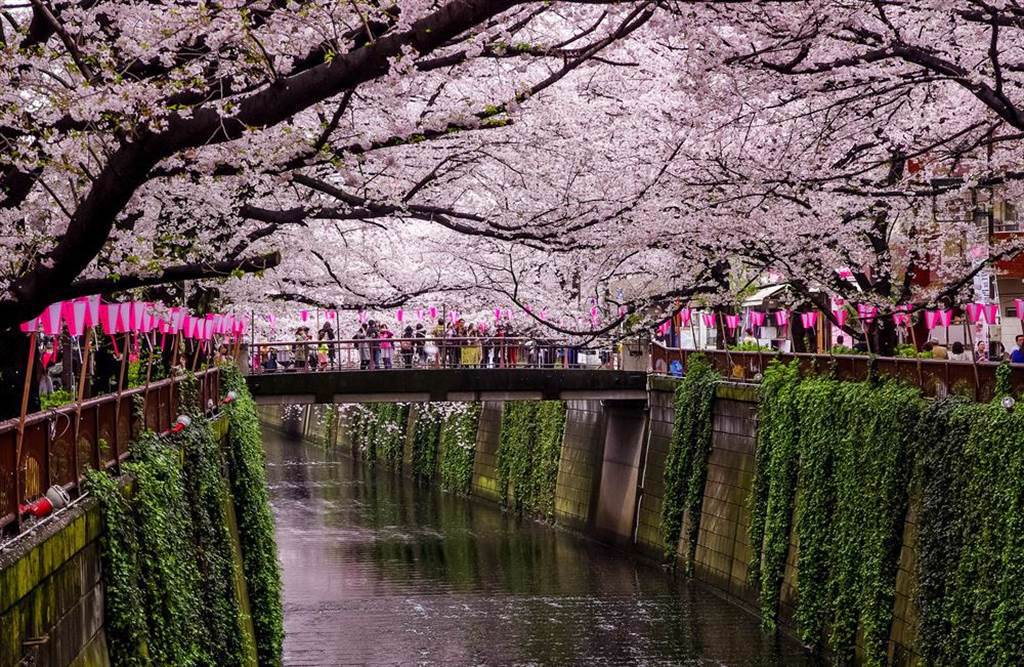 日本櫻花深受遊客喜愛，而原來櫻花是唐代由大陸傳過去的。（示意圖／Shutterstock）