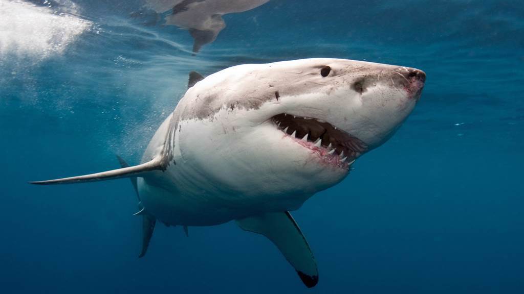 一名被鯊魚攻擊倖存的男子發起一個全球性的「齒痕俱樂部」，目前已有400名會員。(示意圖／達志影像)
