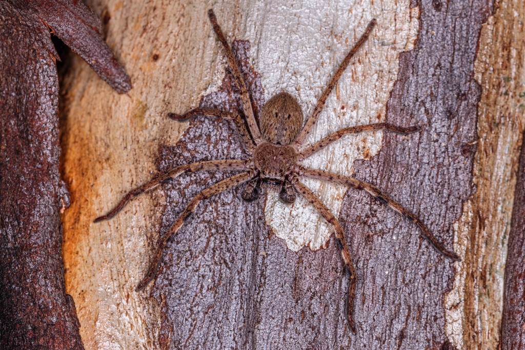 澳洲一名工匠在交通信號燈的柱子上發現一隻懷孕的巨型蜘蛛，讓網友全都嚇壞了。(示意圖/達志影像)