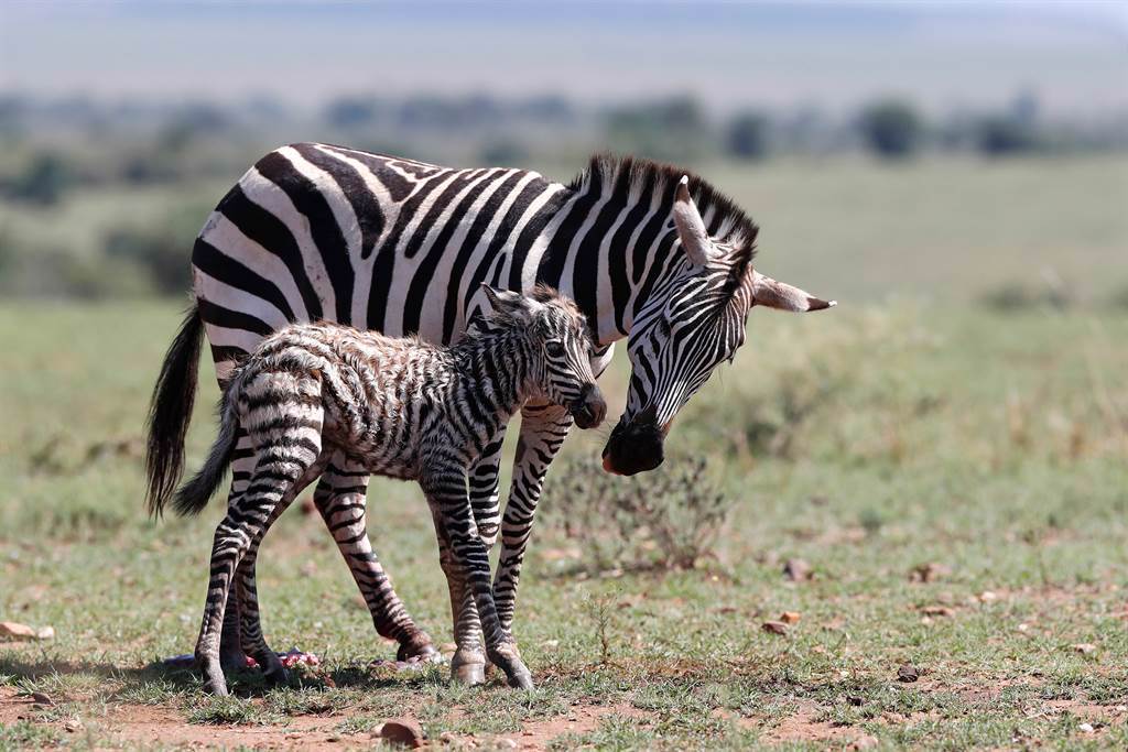 肯亞一隻新生的小斑馬才剛學會站立不久，就馬上被獅子盯上，不幸成為獵物。(示意圖/達志影像)
