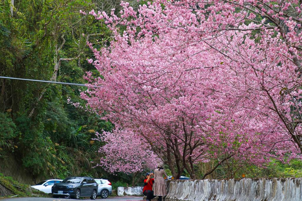 太和村往來吉部落149甲線太和橋路段旁有10多棵櫻花樹滿開。（張亦惠攝）