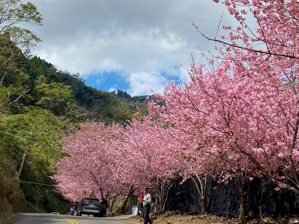 太和村往來吉部落149甲線太和橋路段旁有10多棵櫻花樹滿開。（張亦惠攝）
