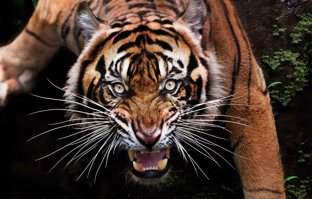 馬來西亞多個油棕園驚傳有老虎出沒，在近4個月裡多達35頭牛隻被咬死，近日成功抓到兇手，竟是一隻重達160公斤的猛虎。(示意圖/達志影像)