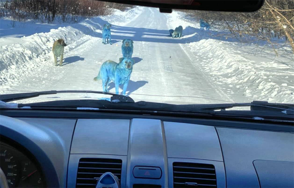 駕駛開車行經捷爾任斯克市被7流浪狗擋住，發現牠們的皮毛竟呈現藍色，經過調查後得知，原來牠們是接觸到硫酸銅。(圖翻攝自推特/＠russopolit)