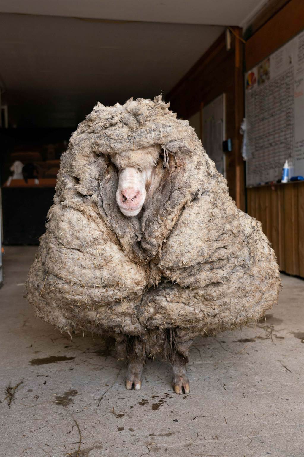 厚重的羊毛不僅重量驚人，還遮擋住牠的眼睛，讓巴拉克幾乎看不見。(圖/路透)