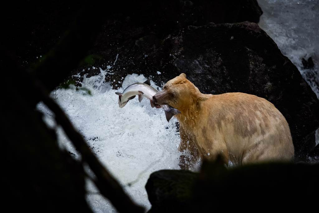 柯莫德熊在溪邊捕魚卻不小心失手，牠竟尷尬地左右張望，隨後快速逃離現場。(示意圖/達志影像)