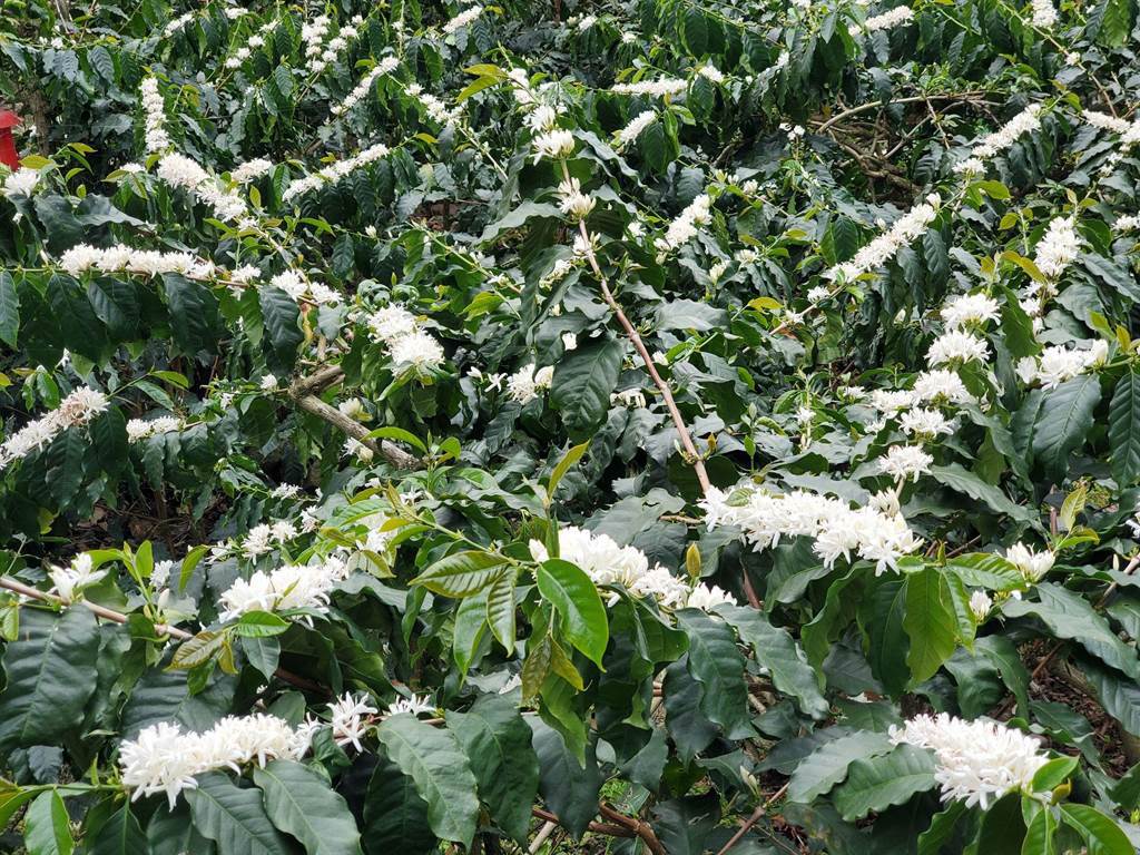 華山村、桂林村本周沉浸在白色花香中，咖啡園雪白的咖啡花迸發彷彿下雪。（周麗蘭攝）