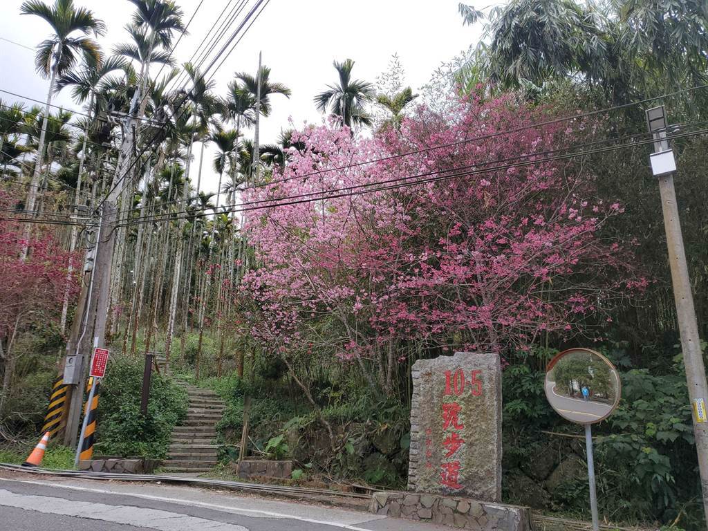 149甲線上的「10-5登山步道」登山口有3棵不同品種櫻花同時綻放，是最佳拍照景點。（周麗蘭攝）
