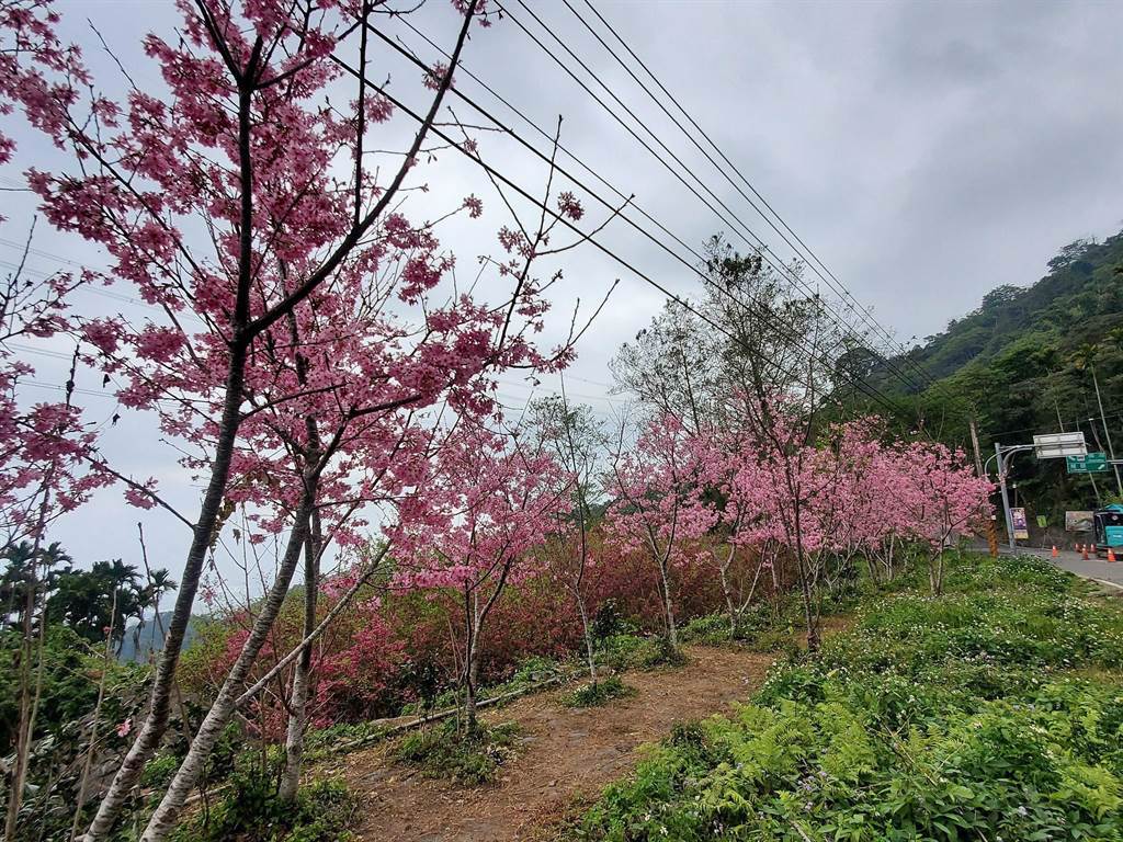 順149甲線往樟湖村開，沿途零星櫻花引人入勝，從華山教育農園到山海觀咖啡一帶粉紅佳人櫻花大爆發。（周麗蘭攝）