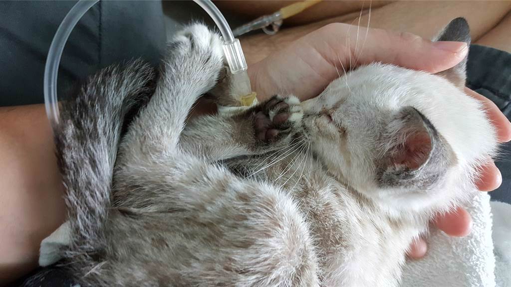 女網友撿到一隻癱瘓浪貓，6天後貓撐不過去離世，豈料當天她就發現床出現詭異震動，2年後她詢問寵物溝通師，才知道癱瘓貓一直守護著她。(示意圖/達志影像)
