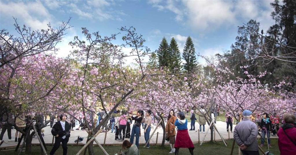 「新竹公園」有850棵櫻花樹，讓人彷彿置身日本。（圖／新竹市政府提供，下同）