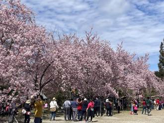 拉拉山櫻花接力盛開 228連假桃市疏運成考驗