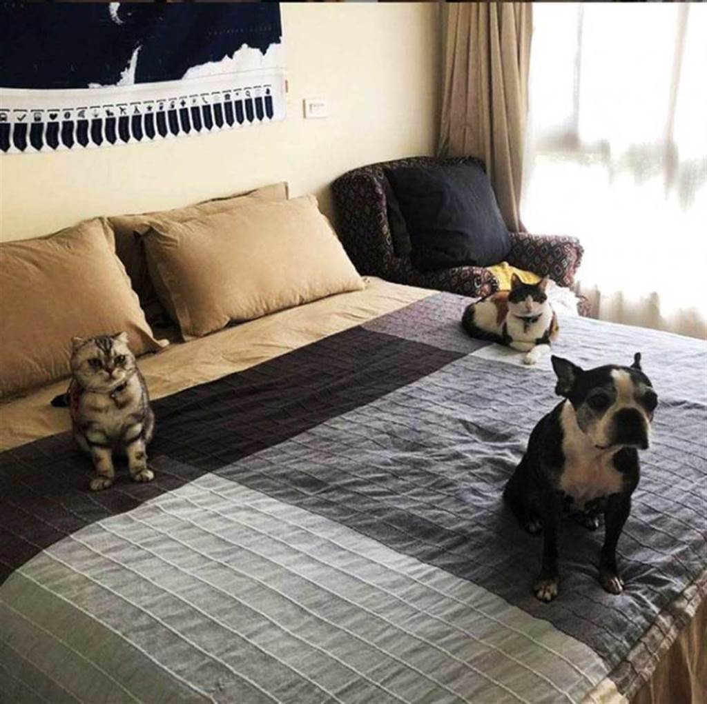 過去鍾瑶的床總是被一狗二貓占據，但愛犬「安咕」去年3月已因病過世。（圖／翻攝自鍾瑶IG）