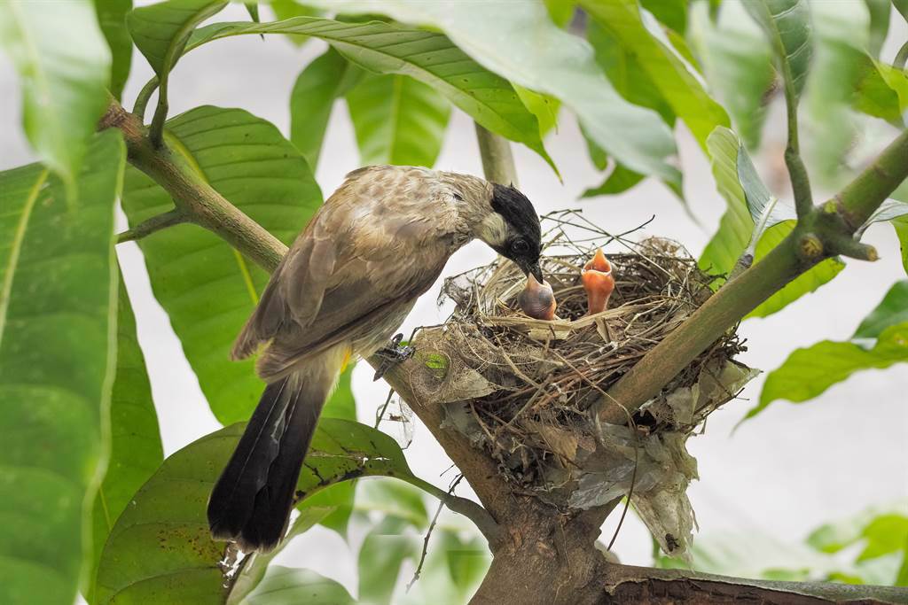 紅耳鵯媽媽剛離開鳥巢外出覓食，不久後褐翅鴉鵑就闖入巢中，將一隻小鳥生吞下肚。(示意圖/達志影像)