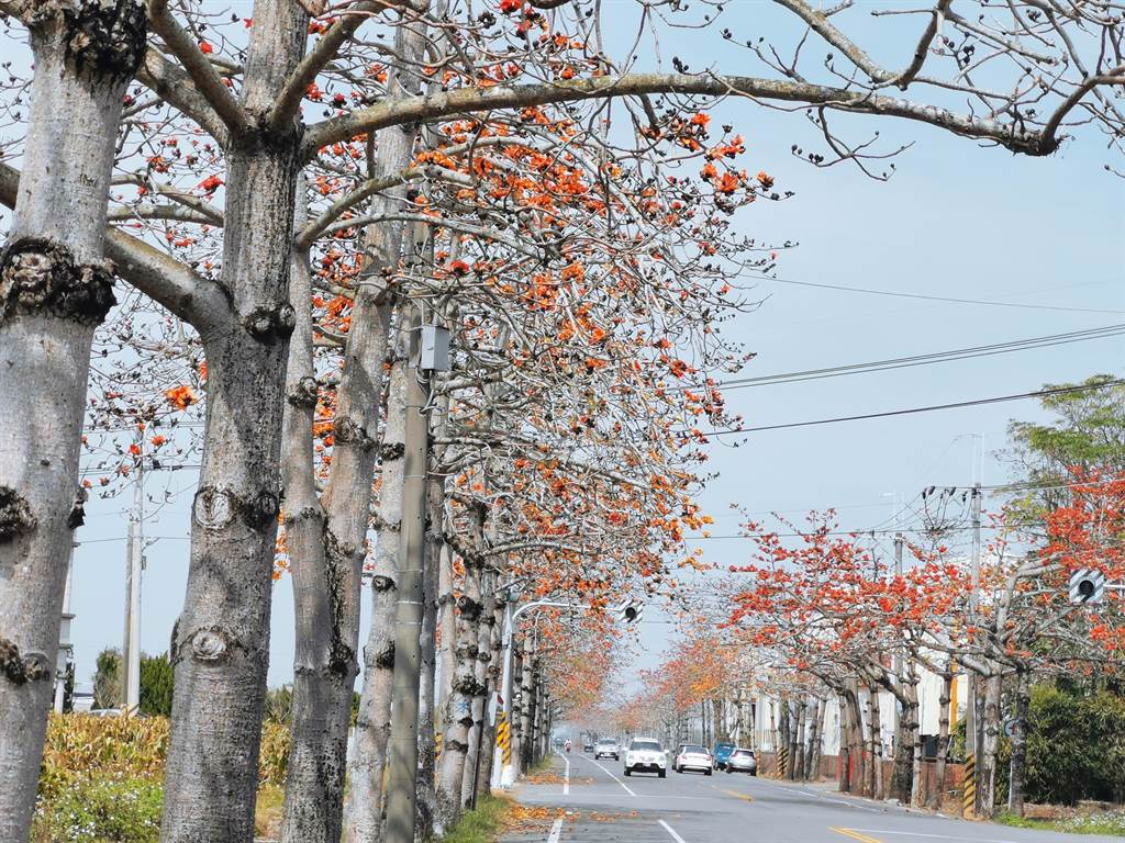 台南市將軍區全區栽種約3000株木棉樹，每年春天吸引眾多遊客前往賞花。（劉秀芬攝）