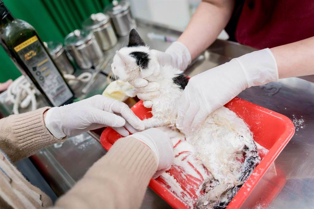 獸醫師和動保員在小貓身上裹上麵粉，吸附油脂和黏膠。（新北市動保處提供）