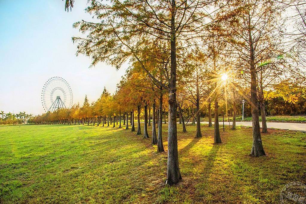 台中麗寶樂園4月推2021熱氣球夢想節_落羽松大草原。（旅遊經提供）
