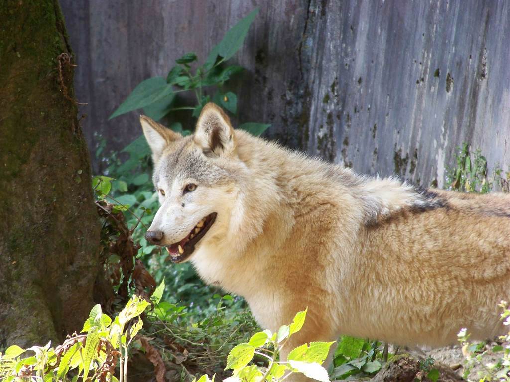 遊客至香吾山動物園遊玩，發現狼展區中的動物，竟然是一隻羅威那犬，讓他哭笑不得。(示意圖/達志影像)