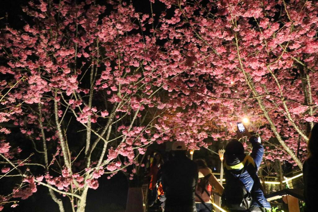 石棹櫻之道花季期間每天晚上6點到9點點燈。（張亦惠攝）
