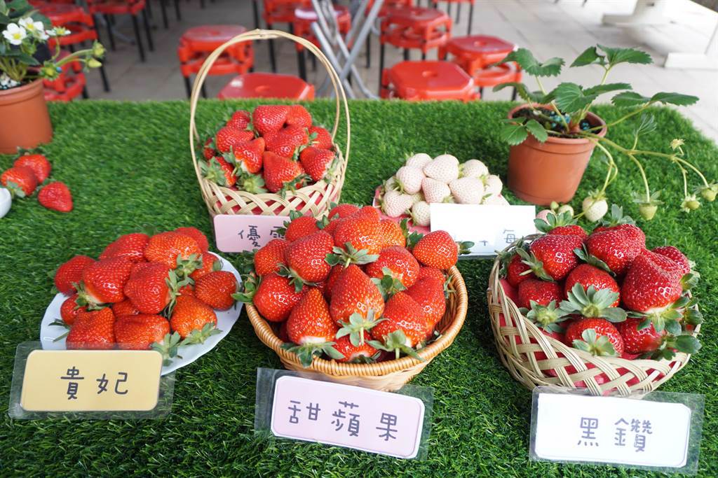 草莓世界種植15萬莓苗，包括優雪、甜蘋果及黑鑽及白草莓等品種。（王文吉攝）
